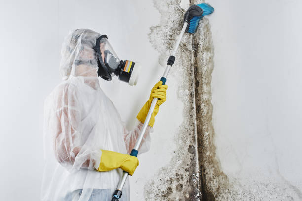Best Post-Flood Mold Remediation in Mount Penn, PA
