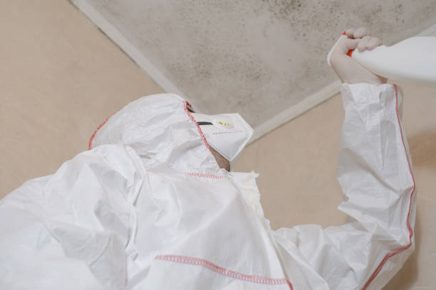 Best Insurance-Related Mold Remediation in Mount Penn, PA
